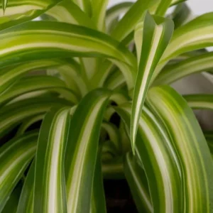 Curly Spider Plant Live Houseplant - Chlorophytum Indoor Plant 4