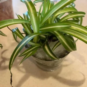 Curly Spider Plant Live Houseplant - Chlorophytum Indoor Plant 4