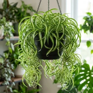 Curly Spider Plant Live Houseplant - Chlorophytum Indoor Plant 4" Pot - Image 1
