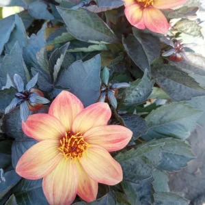 Dahlia Dahlegria Sunrise Live Plant – 6 Inch Pot – Outdoor Flower - Image 3