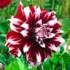 Dahlia Duet Live Flower Plant Bulb Tuber - Red/White, Large 7-9" Blooms, Perennial - Image 1