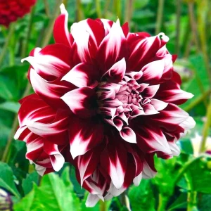 Dahlia Duet Live Flower Plant Bulb Tuber - Red/White, Large 7-9