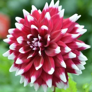 Dahlia Duet Live Flower Plant Bulb Tuber - Red/White, Large 7-9