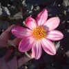 Dahlia Live Plant – 6 Inch Pot – Colorful Garden Flower - Image 1