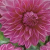 Dahlia Lucky Number 1 Live Flower Bulb - Bright Pink Dinnerplate Blooms, 3-4 ft Tall - Image 1