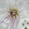 Dahlia MOM'S SPECIAL 1 Live Flower Plant Bulb Tubers WHITE PURPLE SPLASHES - Image 1