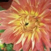 Dahlia Orange Motto 1 Live Flower Bulb - Dinnerplate Size, Full Sun - Image 1