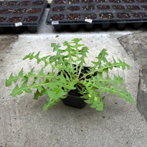 Dandelion Live Plant | 2-Pack Edible Dandelions in 4-inch Nursery Pots | Outdoor/Indoor - Image 2
