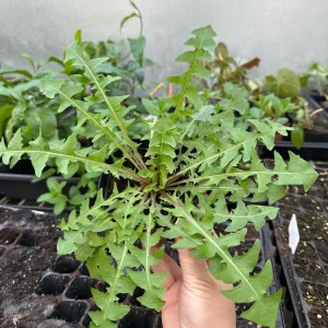 Dandelion Live Plant | 2-Pack Edible Dandelions in 4-inch Nursery Pots | Outdoor/Indoor - Image 3