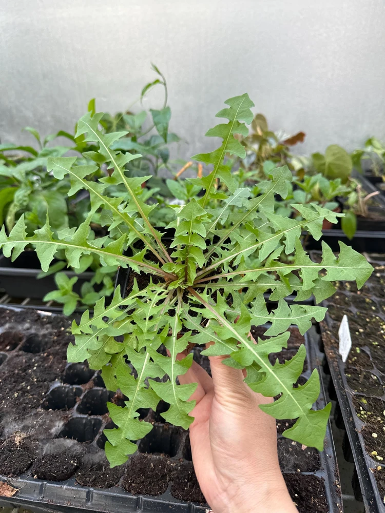 Dandelion Live Plant | 2-Pack Edible Dandelions in 4-inch Nursery Pots | Outdoor/Indoor - Image 3