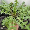Dandelion Live Plant | 2-Pack Edible Dandelions in 4-inch Nursery Pots | Outdoor/Indoor - Image 1