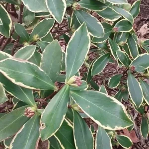 Daphne Odora Variegated Fragrant Pink Live Plant Cutting - 6 inch, Outdoor - Image 2