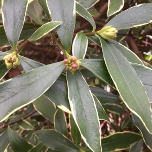 Daphne Odora Variegated Fragrant Pink Live Plant Cutting - 6 inch, Outdoor - Image 3