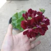 Dark Burgundy Ivy Geranium Live Plant – 1 Gallon Pot – Outdoor - Image 1