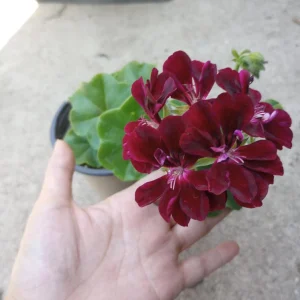 Dark Burgundy Ivy Geranium Live Plant – 1 Gallon Pot – Outdoor - Image 1
