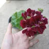 Dark Burgundy Ivy Geranium Live Plant – 6 Inch Pot – Potted Houseplant - Image 1