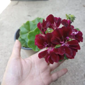 Dark Burgundy Ivy Geranium Live Plant – 6 Inch Pot – Potted Houseplant - Image 1
