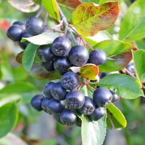 Dark Chokeberry Plant Bare Root - Aronia Berry Shrub 6-12