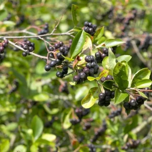 Dark Chokeberry Plant Bare Root - Aronia Berry Shrub 6-12