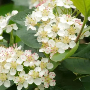 Dark Chokeberry Plant Bare Root - Aronia Berry Shrub 6-12