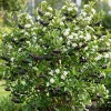 Dark Chokeberry Plant Bare Root - Aronia Berry Shrub 6-12" Tall - Outdoor - Image 1