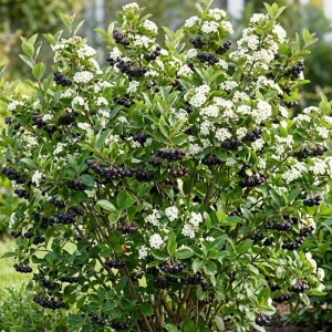 Dark Chokeberry Plant Bare Root - Aronia Berry Shrub 6-12