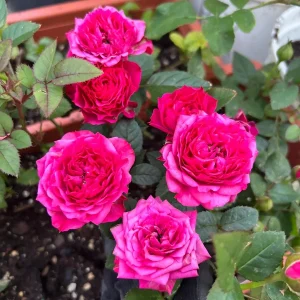 Deep Pink Mini Rose Live Plant – 3-6 inches Tall – Potted Starter Plant - Image 1
