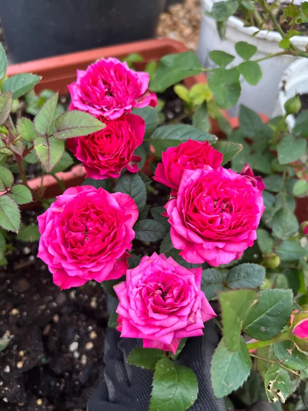 Deep Pink Mini Rose Live Plant – 3-6 inches Tall – Potted Starter Plant - Image 1
