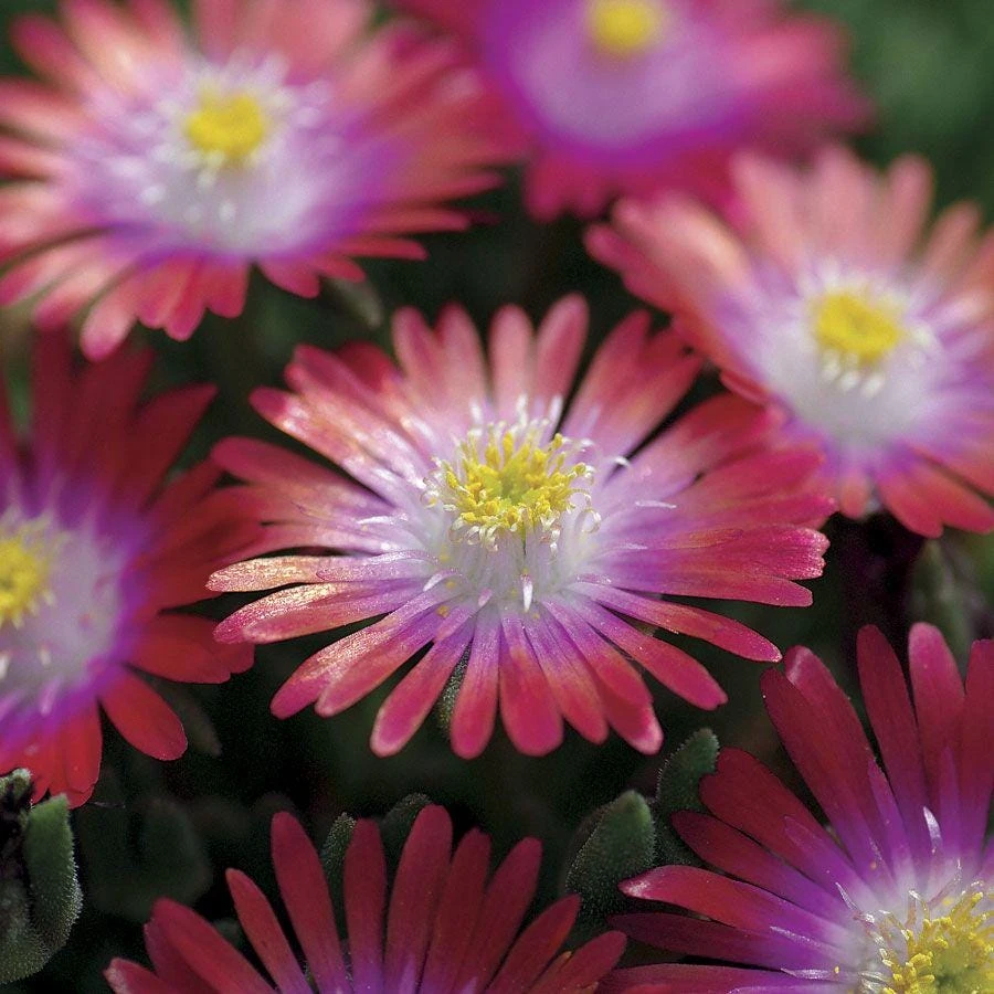 Delosperma Jewel of the Desert Garnet Ice Plant Live Starter, 2.5"x3.5" Pot, Hardy Zones 5-10, Outdoor - Image 2