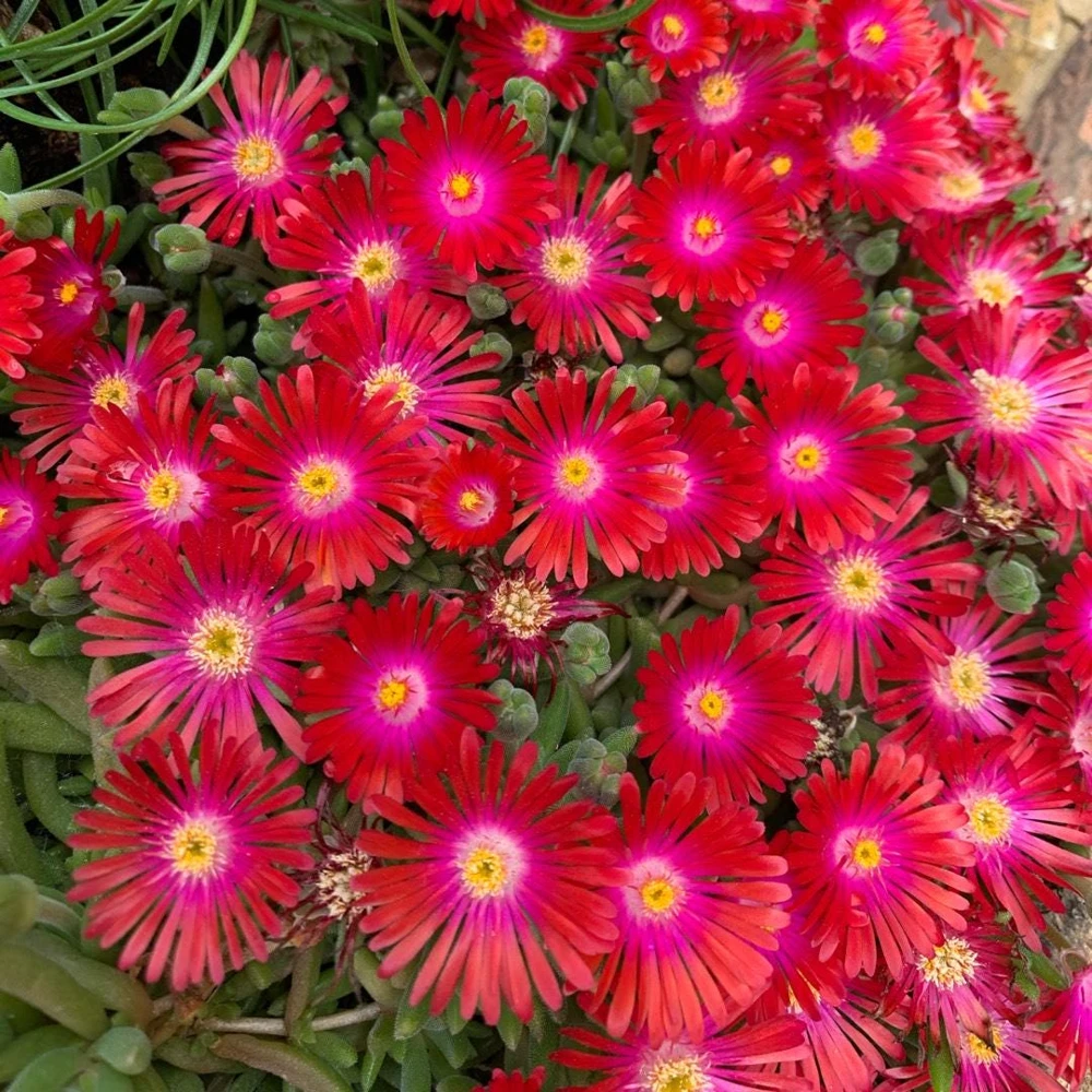 Delosperma Jewel of the Desert Garnet Ice Plant Live Starter, 2.5"x3.5" Pot, Hardy Zones 5-10, Outdoor - Image 3