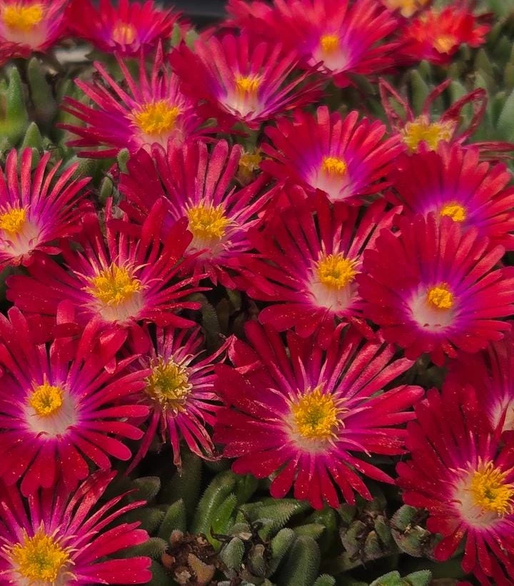 Delosperma Jewel of the Desert Garnet Ice Plant Live Starter, 2.5"x3.5" Pot, Hardy Zones 5-10, Outdoor - Image 4