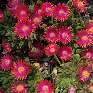 Delosperma Jewel of the Desert Garnet Ice Plant Live Starter, 2.5"x3.5" Pot, Hardy Zones 5-10, Outdoor - Image 1