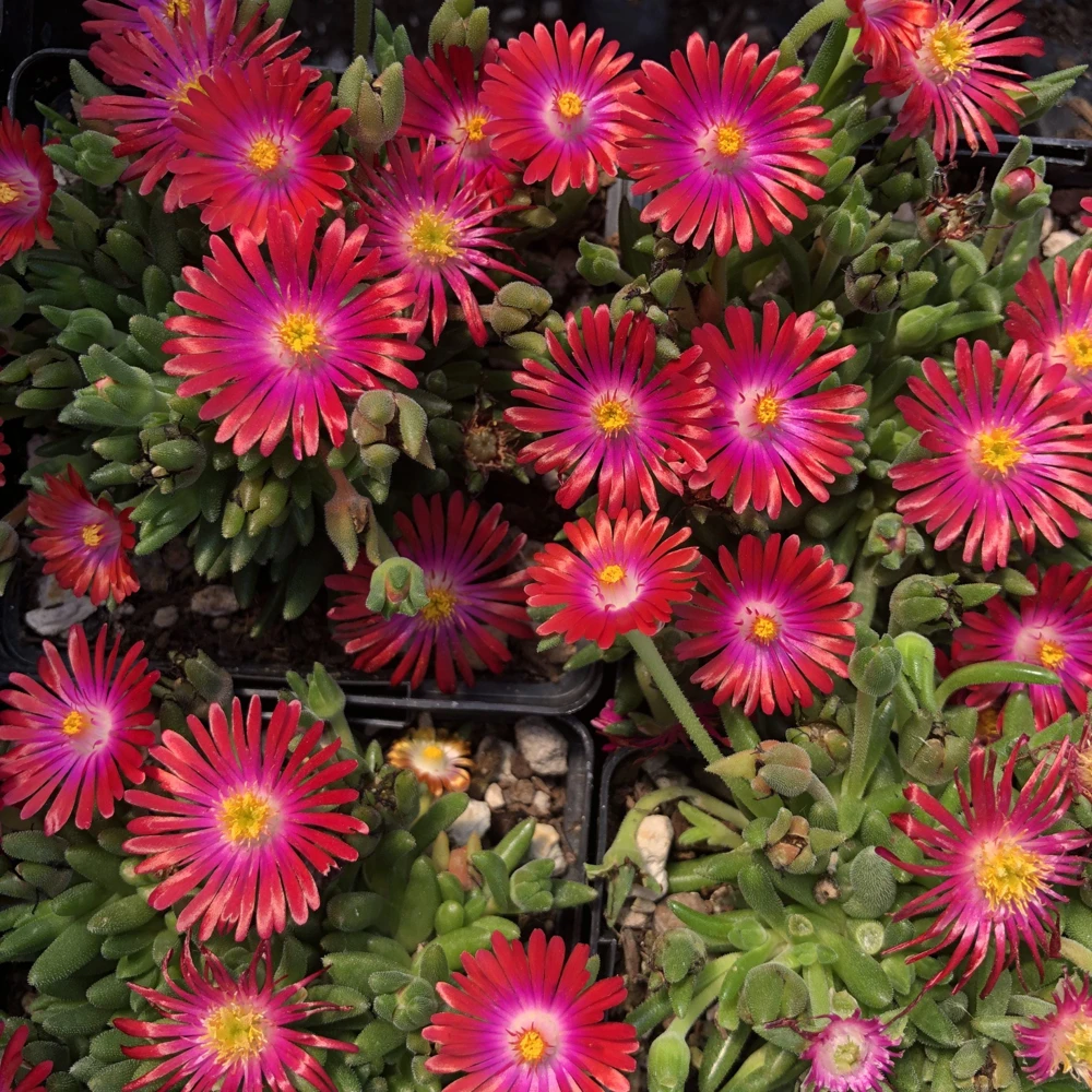 Delosperma Jewel of the Desert Garnet Ice Plant Live Starter, 2.5"x3.5" Pot, Hardy Zones 5-10, Outdoor - Image 1