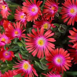 Delosperma Jewel of the Desert Garnet Ice Plant Live Starter, 2.5