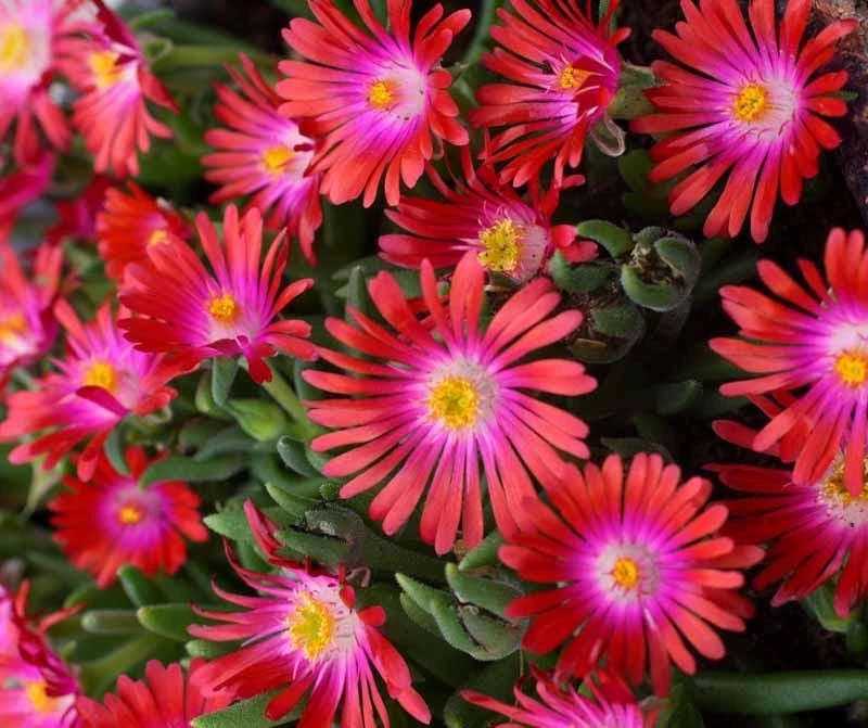 Delosperma Jewel of the Desert Garnet Ice Plant Live Starter, 2.5"x3.5" Pot, Hardy Zones 5-10, Outdoor - Image 5