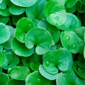 Dichondra Green Falls Live Plant - 4 inch Pot - Ground Cover & Hanging Baskets - Image 4