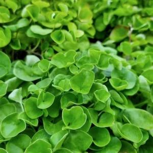 Dichondra Green Falls Live Plant - 4 inch Pot - Ground Cover & Hanging Baskets - Image 6