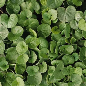Dichondra Green Falls Live Plant - 4 inch Pot - Ground Cover & Hanging Baskets - Image 7