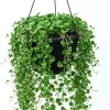 Dichondra Green Falls Live Plant - 4 inch Pot - Ground Cover & Hanging Baskets - Image 1