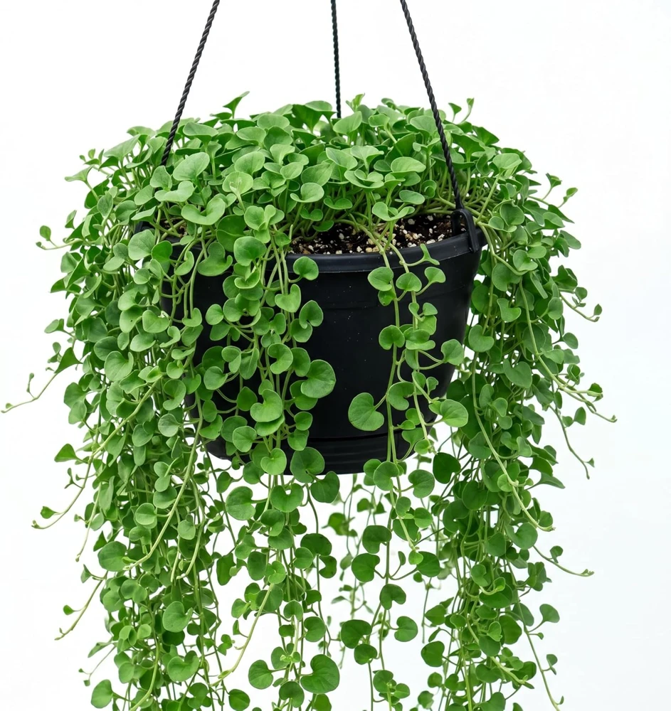 Dichondra Green Falls Live Plant - 4 inch Pot - Ground Cover & Hanging Baskets - Image 1