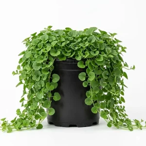 Dichondra Repens Live Plant - Ground Cover, Lawn Alternative, 4 inch Pot - Image 2