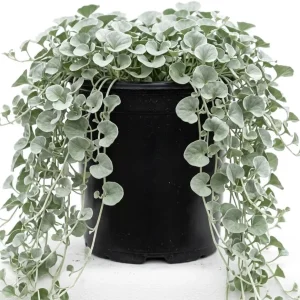 Dichondra Repens Live Plant - Ground Cover, Lawn Alternative, 4 inch Pot - Image 1