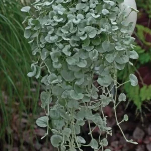 Dichondra Silver Falls Live Plant 4