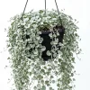 Dichondra Silver Falls Live Plant 4" Pot - Trailing Ground Cover - Image 1