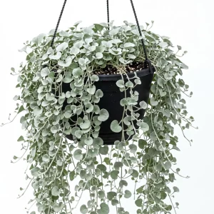 Dichondra Silver Falls Live Plant 4" Pot - Trailing Ground Cover - Image 1