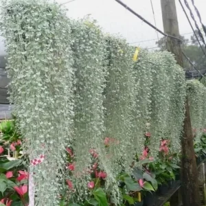Dichondra Silver Falls Live Plant 4
