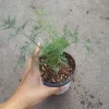 Dill Live Plant – 4 inch Pot – Fresh Culinary Herb - Image 1