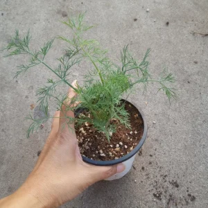 Dill Live Plant – 4 inch Pot – Fresh Culinary Herb - Image 1