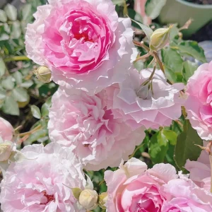 Doniazade Rose Live Plant – Fragrant Peachy-Pink Shrub Rose – Nearly Thornless - Image 2
