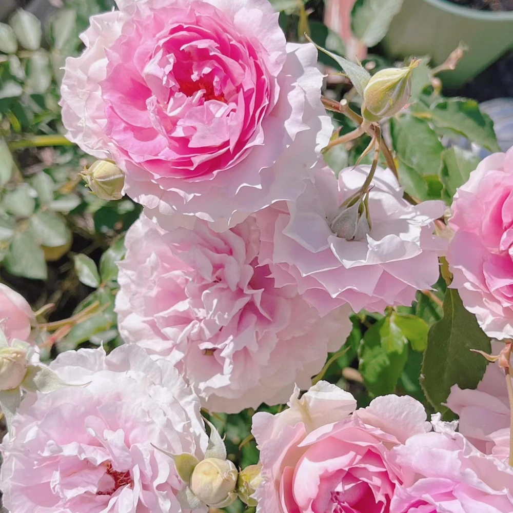 Doniazade Rose Live Plant – Fragrant Peachy-Pink Shrub Rose – Nearly Thornless - Image 2